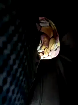 Policeman20742 online show from March 17, 2025, 5:16 pm