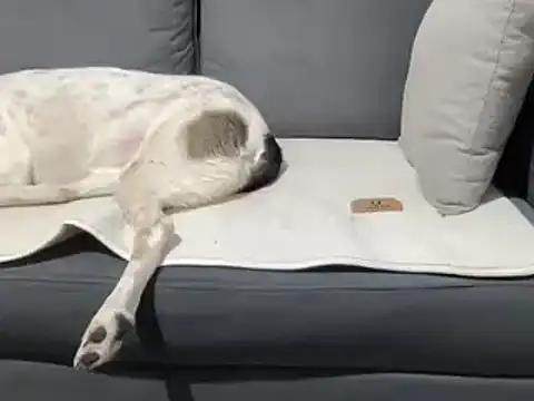 4small4inchlol online show from March 20, 2025, 7:35 pm