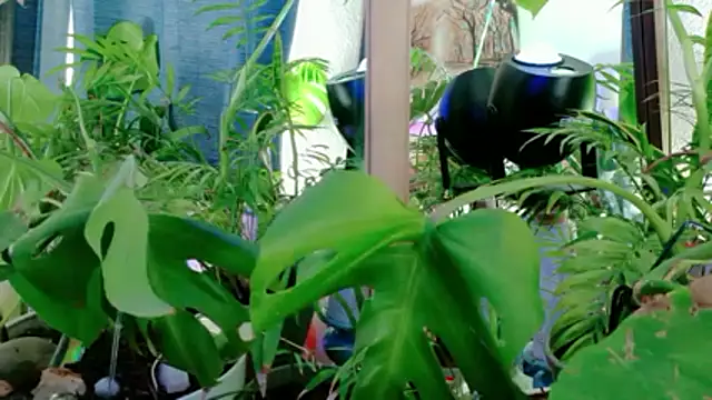 NinasNylonz online show from April 27, 2026, 11:47 pm