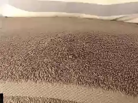 mikellwilliams10 online show from March 11, 2025, 8:53 pm