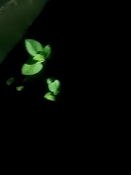 Snapshot of AloneDick chatting on October 17, 2025, 1:03 pm AloneDick online show from October 17, 2025, 1:03 pm