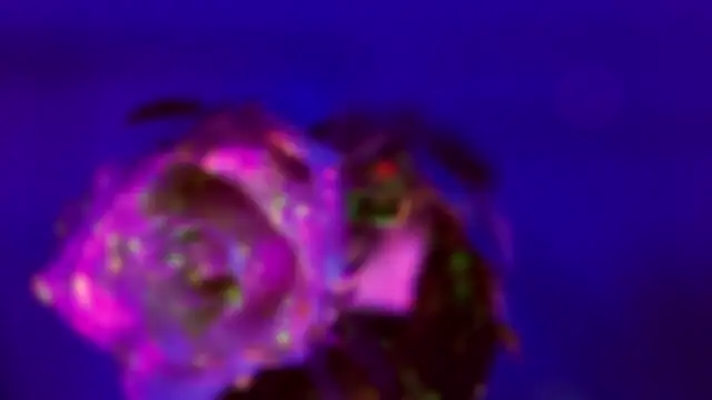 HeyBananas online show from January 18, 2026, 7:28 pm