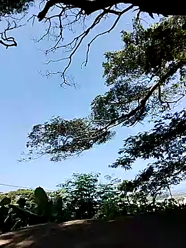 Chocolate factory man online show from January 18, 2025, 11:43 am