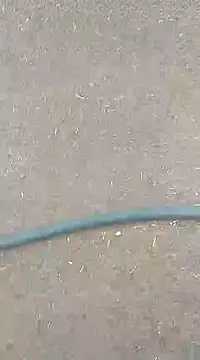 Snapshot of AuntyLover_BhabhiLover_ chatting on February 7, 2025, 12:50 pm AuntyLover BhabhiLover online show from February 7, 2025, 12:50 pm