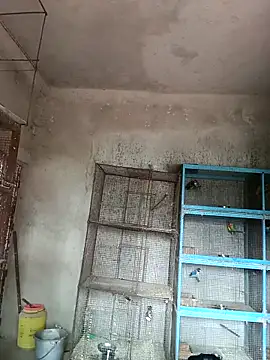 NICK IN online show from February 18, 2025, 4:15 am