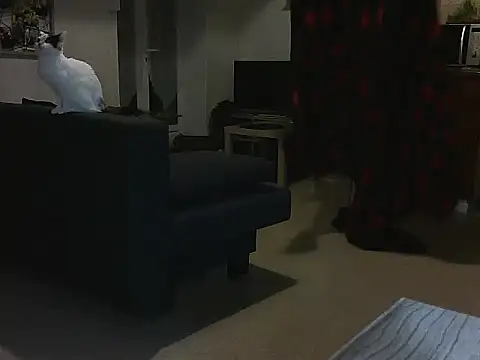 Lauzo21 online show from March 5, 2025, 3:51 am