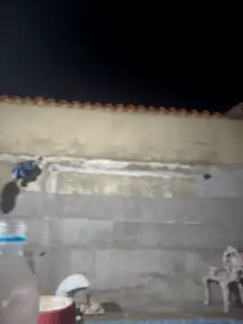 Leo bunny hot online show from February 22, 2026, 2:02 am