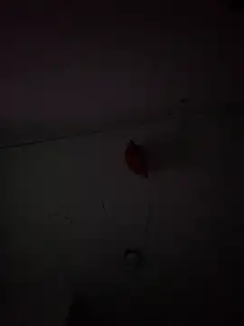 Carolinen online show from February 3, 2025, 9:50 pm