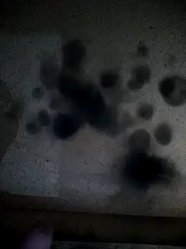 Leocesar37 online show from April 13, 2026, 2:17 am