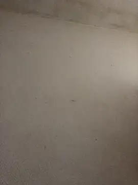 BELLAMORGANE1 online show from November 2, 2025, 9:22 am