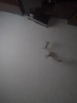 Lauren Amabel online show from January 30, 2025, 2:04 pm