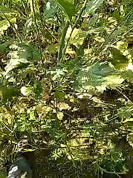 xmanrawan2 online show from February 5, 2025, 5:20 am