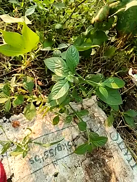 himvilohi08 online show from October 21, 2025, 10:49 am