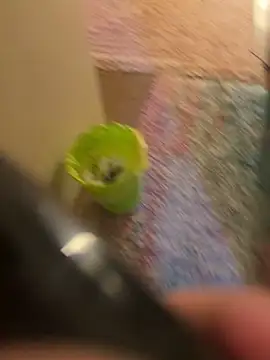 So8nan online show from November 10, 2025, 5:34 pm