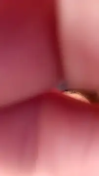 Snapshot of Fox_Roxxan chatting on September 22, 2025, 6:32 pm Fox Roxxan online show from September 22, 2025, 6:32 pm