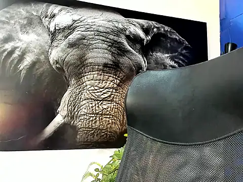 king falconer online show from November 24, 2025, 1:38 am