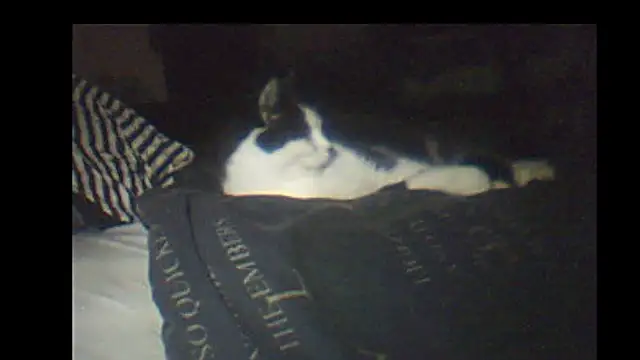 pietje1991 online show from January 8, 2026, 9:17 pm