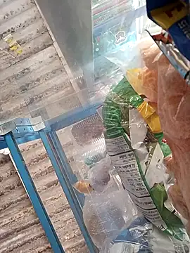 Lorenasex online show from November 15, 2025, 12:02 pm