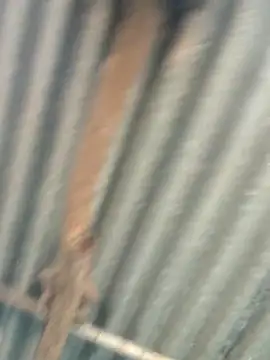 Hot-ilaiy online show from September 9, 2025, 2:33 am