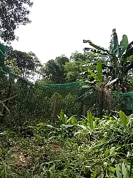 Ngocmi909 online show from April 21, 2026, 2:51 am