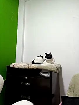 kate rosse02 online show from February 11, 2026, 8:41 am