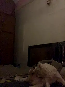 Kajal-Shemale69 online show from December 16, 2025, 11:26 am