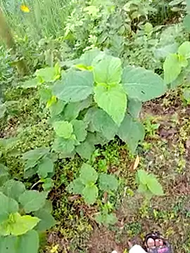 bigdaddyboy46 online show from September 9, 2025, 1:27 am