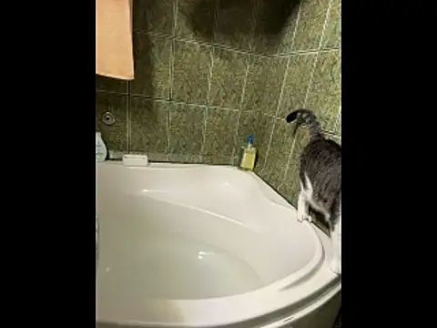 COBRAboySEXxh online show from February 8, 2026, 8:51 am