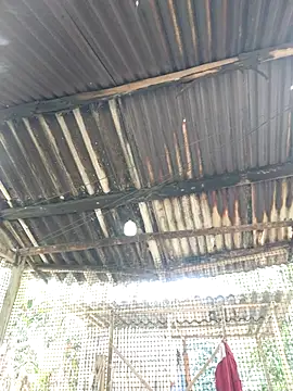 Squirrel-Pear online show from November 20, 2025, 3:50 am