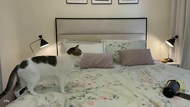 Itslillybloom online show from November 14, 2025, 4:22 am