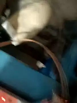 blackboy0741 online show from December 5, 2025, 8:34 am