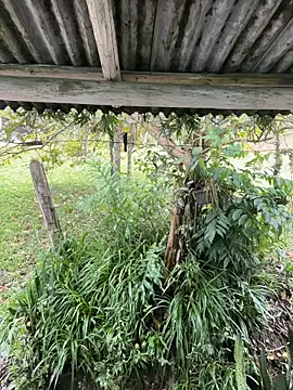 Monahliza online show from March 12, 2026, 12:55 pm