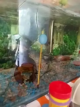 reynaafro93 online show from November 18, 2025, 3:05 pm