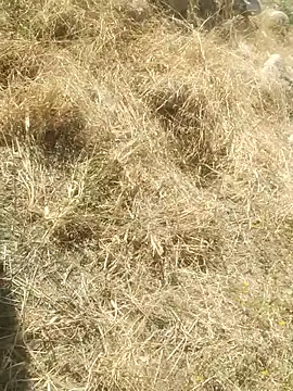 DanielGr27 online show from December 20, 2025, 7:10 pm