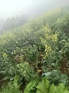 neko-nancy online show from February 8, 2026, 2:59 am