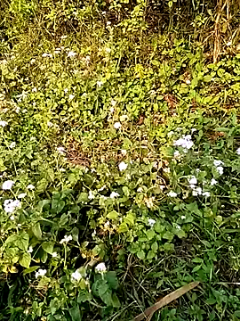 seacyre online show from April 13, 2026, 1:00 am