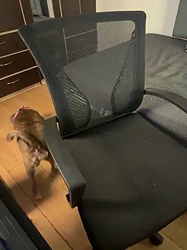 Sofii unicorn online show from April 21, 2026, 1:42 am