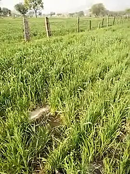 hornycouple20000 online show from January 9, 2026, 5:10 am