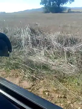 GanaderoMorboso online show from February 14, 2026, 12:02 pm