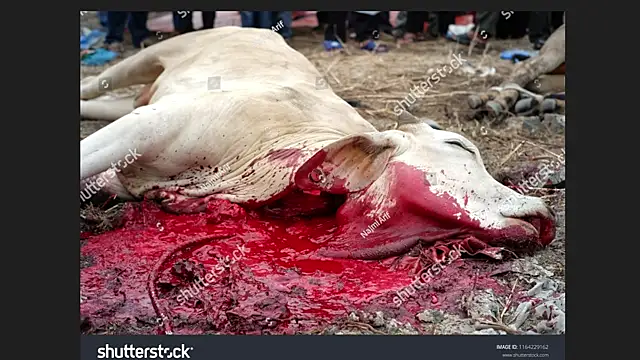 Clima muse online show from April 12, 2026, 1:43 am