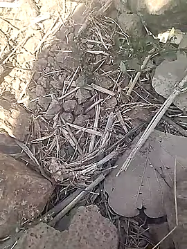 Cute Boy 4 online show from February 18, 2026, 7:37 am