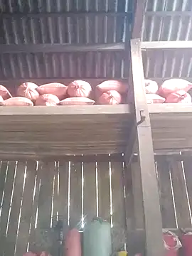 Linka998 online show from March 3, 2026, 6:30 am