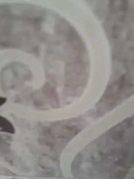 sk022 online show from April 15, 2026, 5:14 am