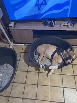 LoLaBellaCiaoo online show from May 4, 2026, 10:06 pm