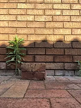 ZeusBlackDick online show from November 1, 2025, 4:58 am