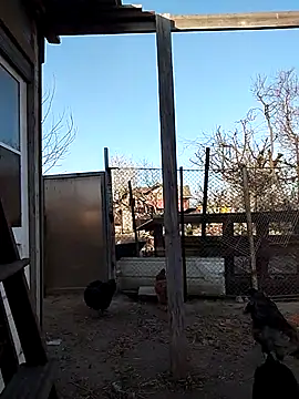 sarpe4 online show from April 15, 2026, 3:41 pm