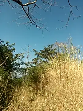 SunnyleoneBG online show from February 6, 2025, 5:03 am