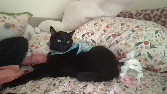 Snapshot of HYPHYtype chatting on September 9, 2025, 10:31 pm HYPHYtype online show from September 9, 2025, 10:31 pm