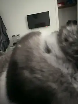 Furdale online show from September 18, 2025, 4:31 pm