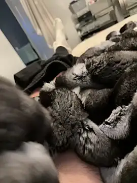 Furdale online show from February 26, 2026, 5:23 pm